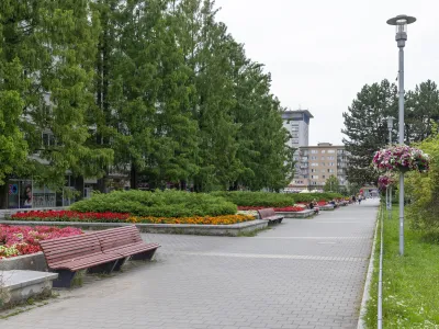 Havířov - alej metasekvojí v centru města, foto: archiv Městské knihovny Havířov